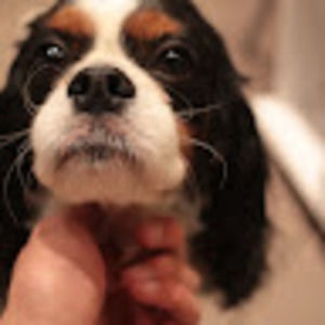 Meet your Posher, Quan